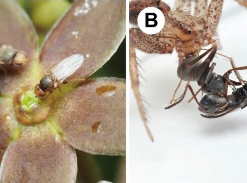flor-imita-cheiro-de-formiga-morta-para-atrair-moscas-polinizadoras