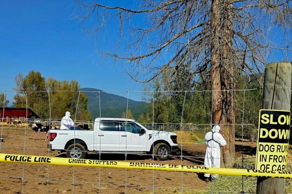 canada-ordena-abate-de-400-avestruzes-para-conter-gripe-aviaria-h5n1