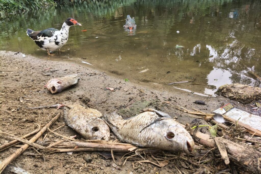 parque-da-aclimacao-tem-centenas-de-peixes-mortos-apos-temporal-em-sp