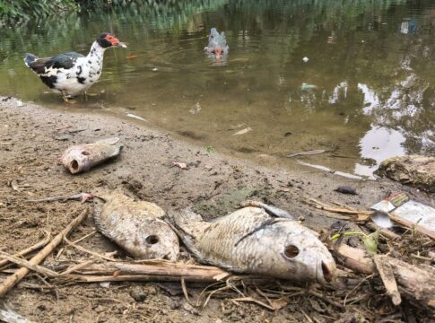 parque-da-aclimacao-tem-centenas-de-peixes-mortos-apos-temporal-em-sp