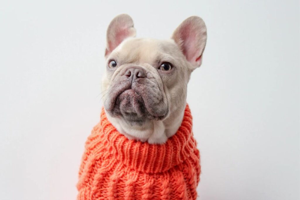 entre-cachorro-e-tutor:-9-atitudes-imperdoaveis-na-perspectiva-do-pet