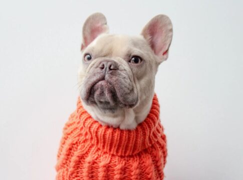 entre-cachorro-e-tutor:-9-atitudes-imperdoaveis-na-perspectiva-do-pet