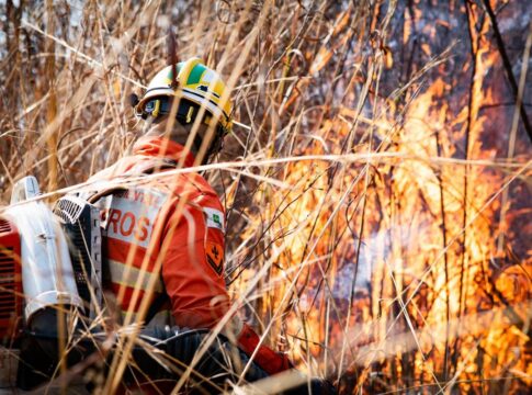 df-teve-15-mil-hectares-de-vegetacao-queimados-em-2025,-e-so-um-preso