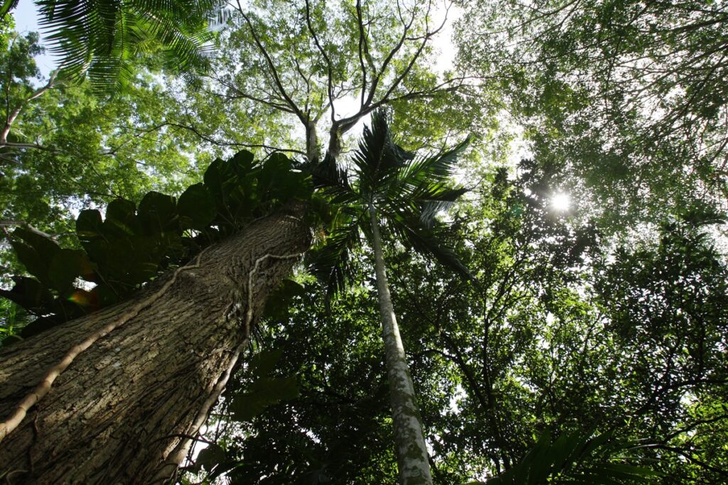 alta-de-co2-aumenta-o-tamanho-das-arvores-na-amazonia,-afirma-estudo
