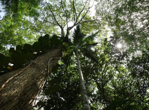 alta-de-co2-aumenta-o-tamanho-das-arvores-na-amazonia,-afirma-estudo