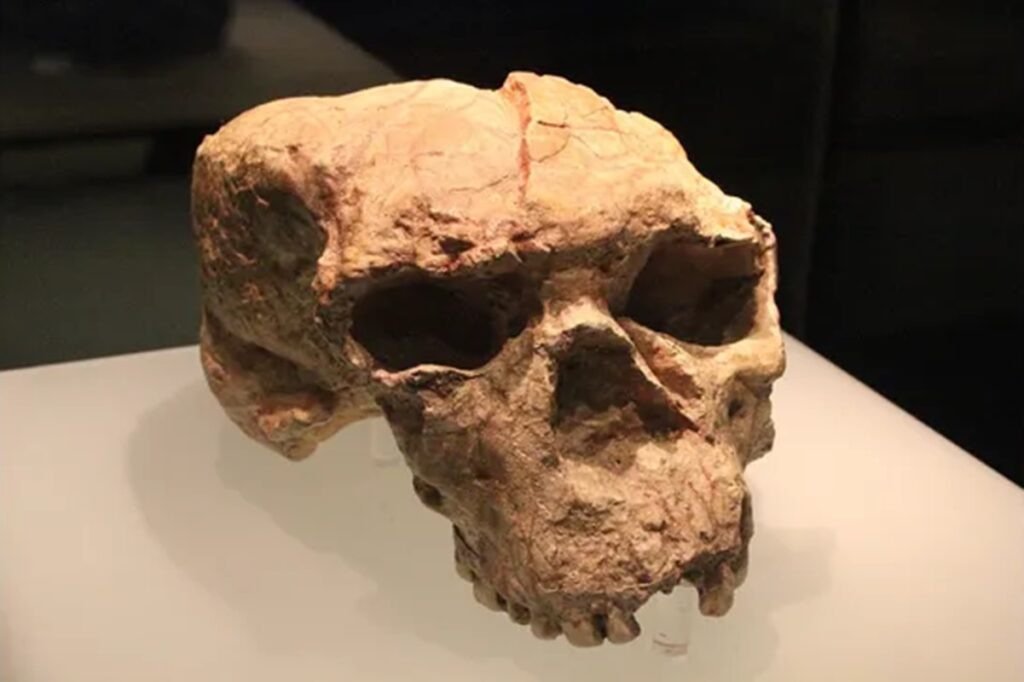 cranio-de-um-milhao-de-anos-traz-pistas-sobre-a-evolucao-dos-humanos