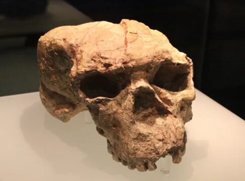cranio-de-um-milhao-de-anos-traz-pistas-sobre-a-evolucao-dos-humanos