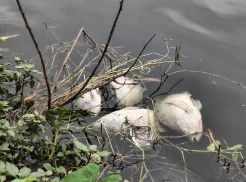 peixes-mortos:-aparelho-que-oxigena-agua-de-lago-na-aclimacao-quebrou