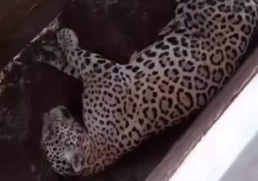 video:-onca-pintada-e-flagrada-tirando-soneca-em-curral-de-fazenda