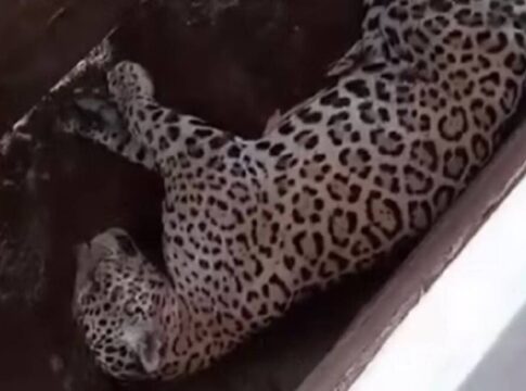 video:-onca-pintada-e-flagrada-tirando-soneca-em-curral-de-fazenda