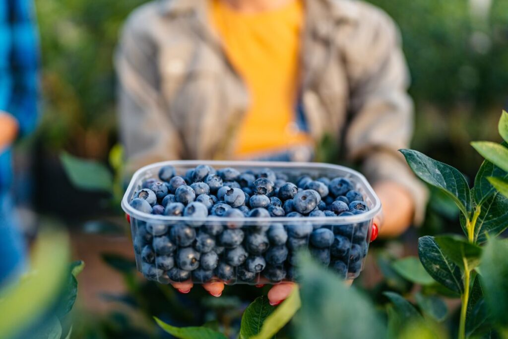 rota-das-frutas:-4-lugares-no-df-para-colher-e-comer-delicias-do-campo
