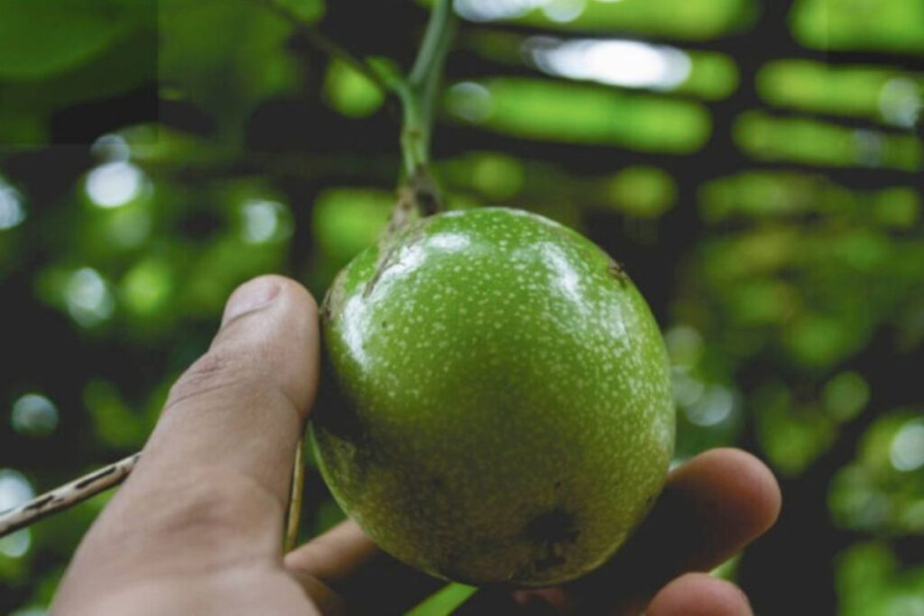quais-arvores-frutiferas-podem-atrair-escorpioes-e-cobras-em-casa