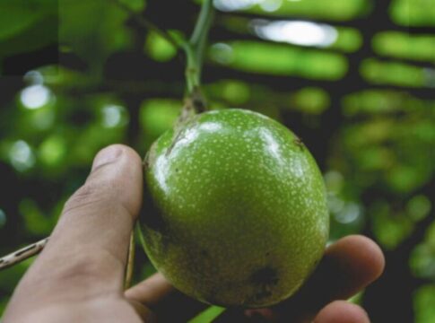 quais-arvores-frutiferas-podem-atrair-escorpioes-e-cobras-em-casa