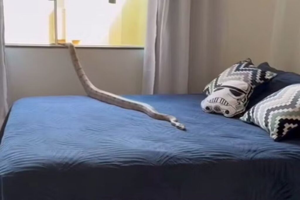 video:-mulher-leva-susto-ao-encontrar-jiboia-de-1,5-m-em-cima-da-cama