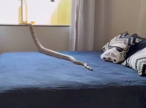 video:-mulher-leva-susto-ao-encontrar-jiboia-de-1,5-m-em-cima-da-cama