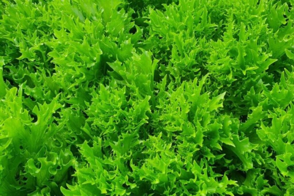 ignorada-por-muitos,-esta-planta-ajuda-a-combater-inflamacoes;-confira