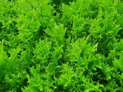 ignorada-por-muitos,-esta-planta-ajuda-a-combater-inflamacoes;-confira