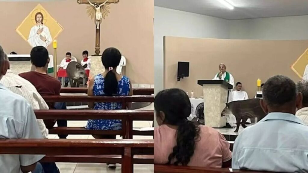 visitante-inesperado,-anta-invade-igreja-durante-missa-e-diverte-fieis