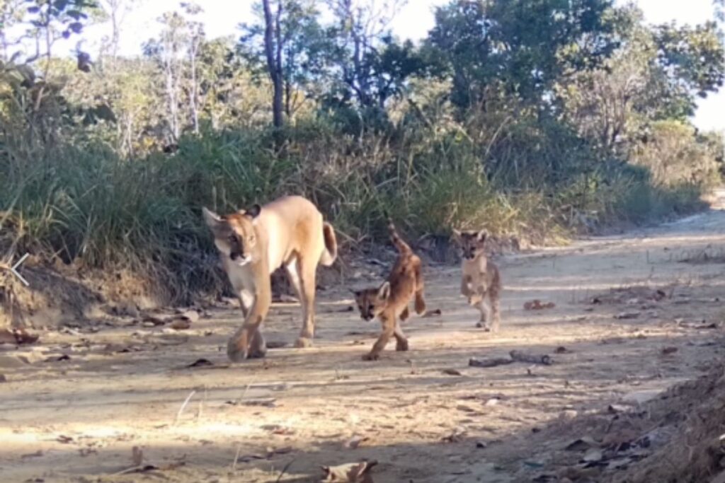 camera-registra-onca-parda-e-dois-filhotes-no-cerrado.-video