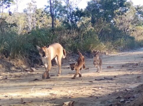 camera-registra-onca-parda-e-dois-filhotes-no-cerrado.-video