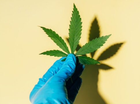 cannabis:-termina-nesta-terca-prazo-para-governo-regular-o-canhamo