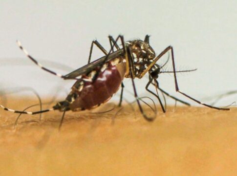 virus-da-chikungunya-afeta-criancas-e-adolescentes-e-deixa-sequelas