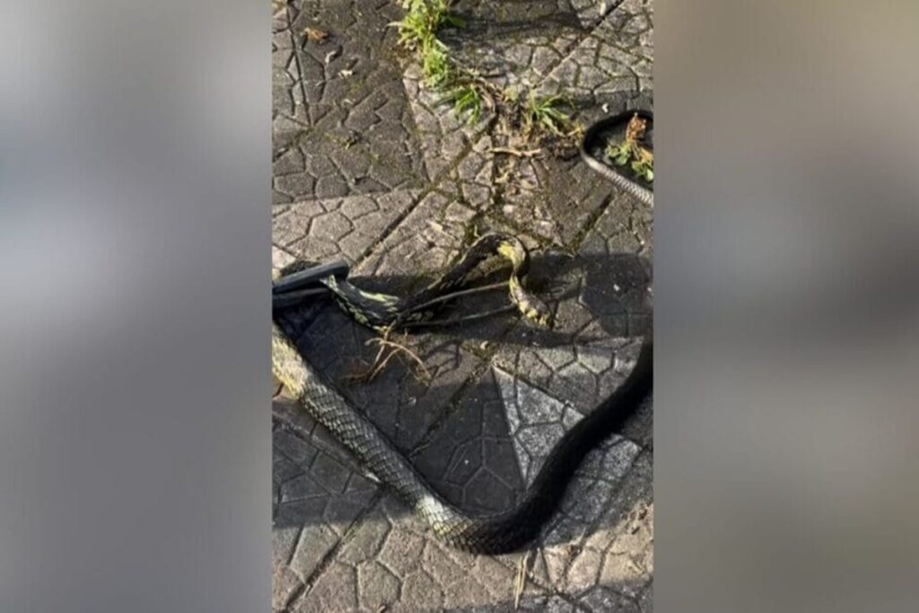 sc:-jornalista-flagra-resgate-de-caninana,-cobra-mais-veloz-do-pais