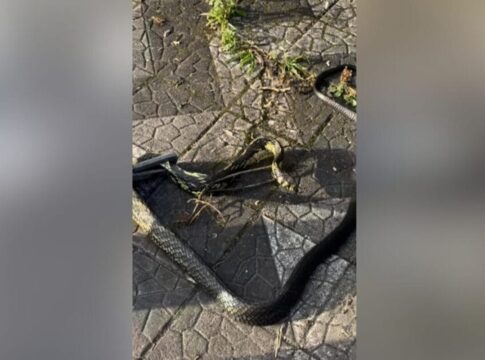 sc:-jornalista-flagra-resgate-de-caninana,-cobra-mais-veloz-do-pais