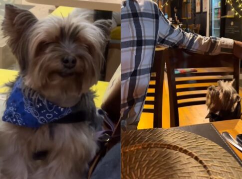 cachorro-e-flagrado-dormindo-em-lugares-inusitados:-“nem-disfarca”