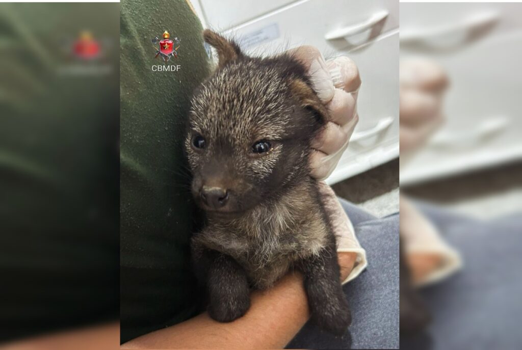 ferido,-filhote-de-cachorro-do-mato-foge-de-incendio-e-e-salvo-no-df