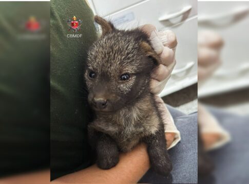 ferido,-filhote-de-cachorro-do-mato-foge-de-incendio-e-e-salvo-no-df