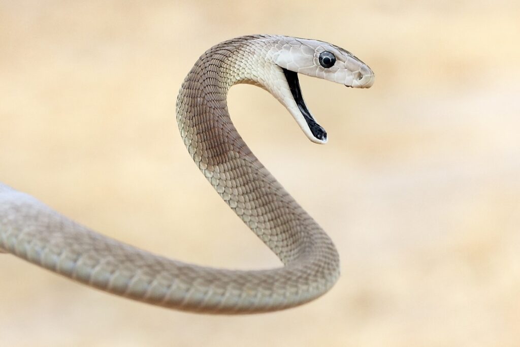 veneno-de-cobras-mambas-pode-“driblar”-acao-de-antidoto.-entenda