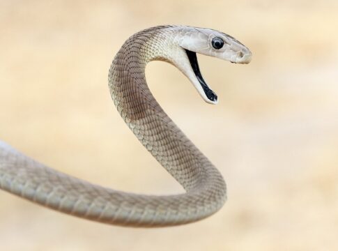 veneno-de-cobras-mambas-pode-“driblar”-acao-de-antidoto.-entenda