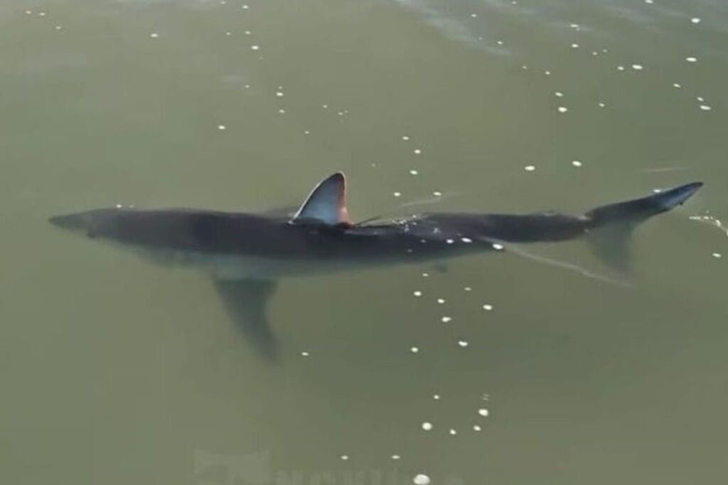 tubarao-“mais-rapido-do-mundo”-e-flagrado-em-santa-catarina