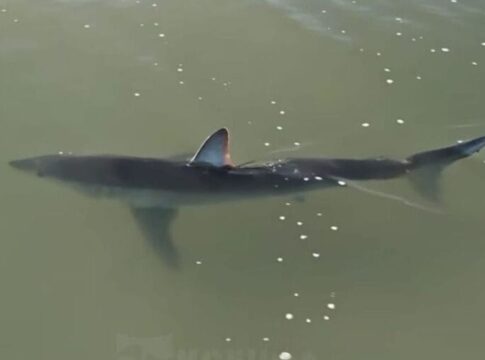 tubarao-“mais-rapido-do-mundo”-e-flagrado-em-santa-catarina