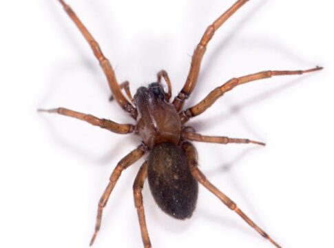 aranha-marrom-em-casa?-biologo-da-dicas-para-manter-esse-perigo-longe