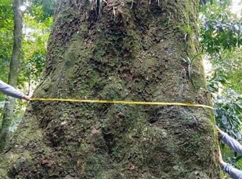 jequitiba-rosa-com-cerca-de-500-anos-e-localizado-em-parque-no-rio