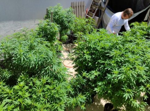 agu-pede-mais-tempo-para-regular-uso-da-cannabis-medicinal