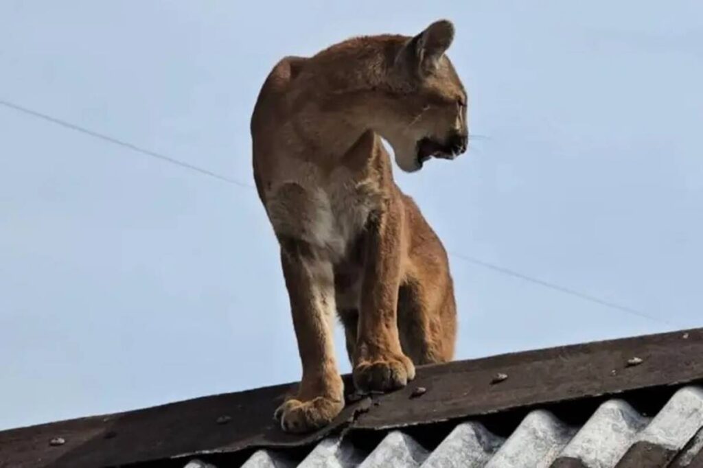 morador-se-assusta-com-onca-parda-em-telhado-de-casa-no-parana