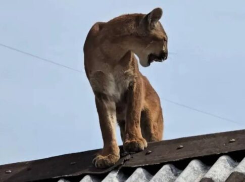 morador-se-assusta-com-onca-parda-em-telhado-de-casa-no-parana