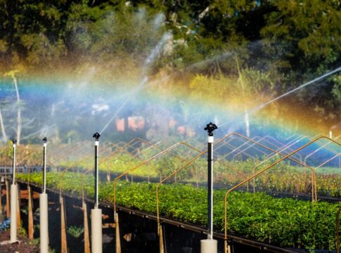 projeto-de-recuperacao-da-mata-atlantica-sera-apresentado-na-cop30