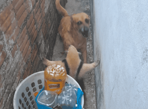 video:-tamandua-invade-casa-e-se-defende-apos-ser-acuado-por-cachorro