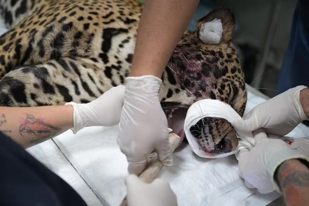 onca-pintada-baleada-e-resgatada-apos-nadar-por-horas-em-manaus.-video