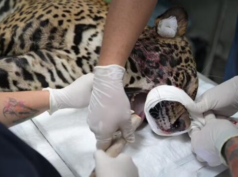 onca-pintada-baleada-e-resgatada-apos-nadar-por-horas-em-manaus.-video