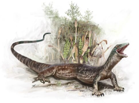 cobra-ou-lagarto?-saiba-por-que-fossil-tem-confundido-cientistas