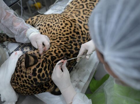 veja-imagens-de-atendimento-a-onca-baleada-que-quase-morreu-afogada