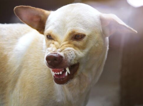 o-que-deixa-caes-agressivos?-veja-o-que-diz-estudo-de-harvard