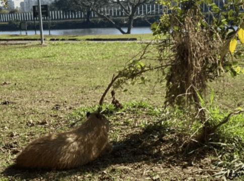 alunos-levam-capivara-morta-em-onibus-circular-e-dissecam-corpo-na-usp