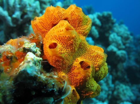 esponjas-foram-os-primeiros-animais-a-povoar-a-terra,-sugere-estudo