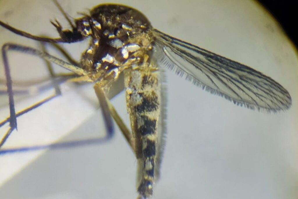 variante-palida-do-aedes-aegypti-e-encontrada-pela-1a-vez-na-amazonia